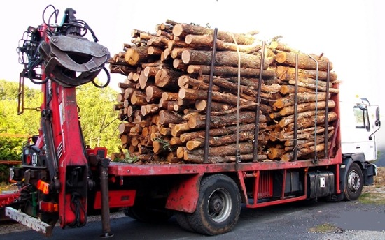 HÊTRE EN GRUME, CAMION DE 50 STÈRES – Image 2